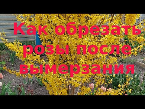 Видео: Розы вымерзли. Как обрезать розы