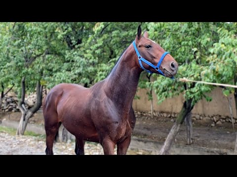 Видео: БАЙ БАЙ ТОЙЛАРНИ КУРИНГ🤔 SARDORDA..