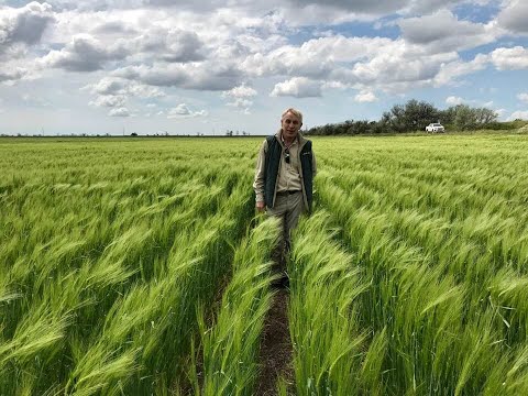 Видео: Опыты с ячменем