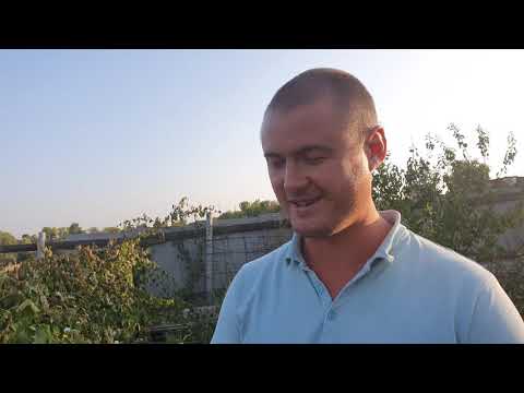 Видео: Что делать с не одревесневшей Павловнией осенью? Как ей дожить до весны?