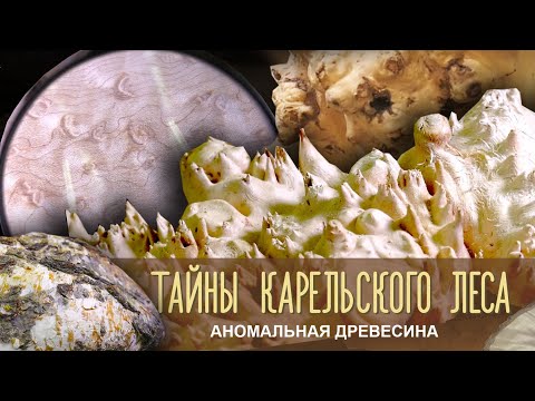 Видео: АНОМАЛЬНАЯ ДРЕВЕСИНА | «Тайны карельского леса»