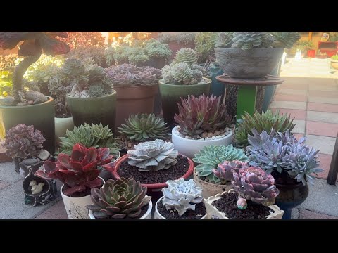 Видео: Расслабляющий тур по саду эхеверий | Осенняя сочная красота 🌸