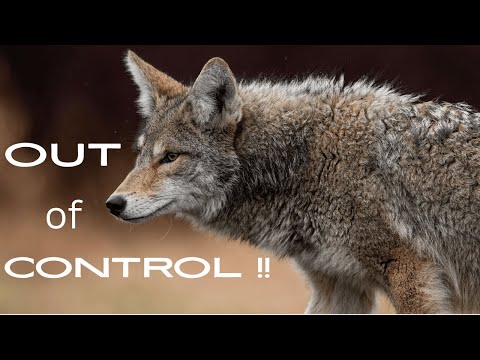 Видео: Они вышли из-под контроля!!! и должны уйти.....