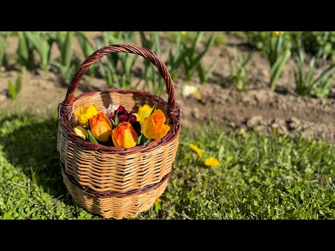 Видео: Дача. Сад, огород, теплица. Всё просто и без прекрас. 19 мая 2024