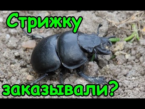 Видео: 🐛 Жук-СТРИГУН кравчик-головач - как бороться с ним. Народный метод/способ защиты/борьбы. Чем опасен.