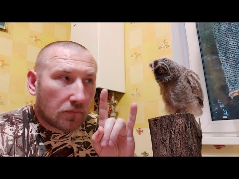 Видео: Вы нашли сову 🦉🦉🦉 Что делать???🦧🦧🦧 Всё вопросы по содержанию и кормлению 🤘🤘🤘 Корм, амуниция , и др..