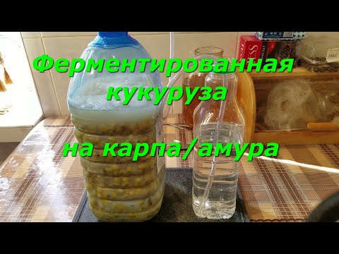Видео: Ферментированная кукуруза для рыбалки