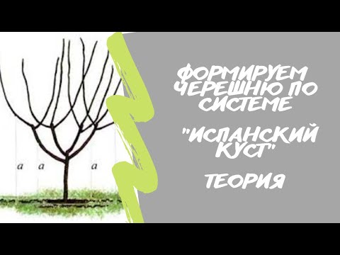 Видео: Формируем черешню🍒по системе «Испанский куст». Теория.