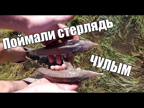 Видео: Рыбалка на Чулыме. Минаевка. Стерлядь