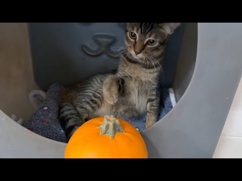 Видео: Мы принесли тыквы в MHS, оставили их вместе со взрослым приёмным котом, в кошачьей комнате Maui H...