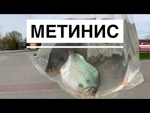 Видео: Метинис серебристый