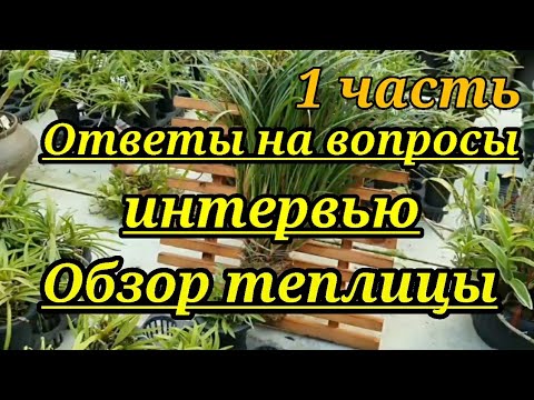 Видео: Ответы на вопросы интервью .Обзор теплицы орхидей.1 часть.드림난원.