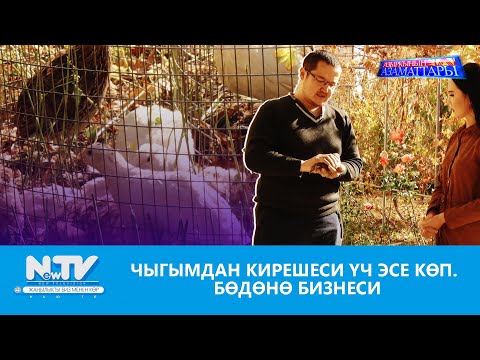 Видео: NewTV// ЧЫГЫМДАН КИРЕШЕСИ ҮЧ ЭСЕ КӨП. БӨДӨНӨ БИЗНЕСИ // АЗЫРКЫНЫН АЗАМАТТАРЫ