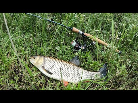 Видео: Устроил настоящую ОХОТУ на ГОЛАВЛЯ!