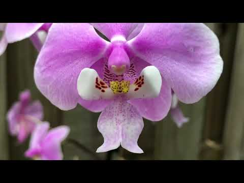 Видео: Phalaenopsis schilleriana цветение, моя коллекция природных Фаленопсисов