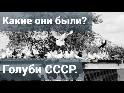 Видео: Какими были, какими стали Бакинские Голуби СССР?What were, what were the Baku Pigeons of the USSR?