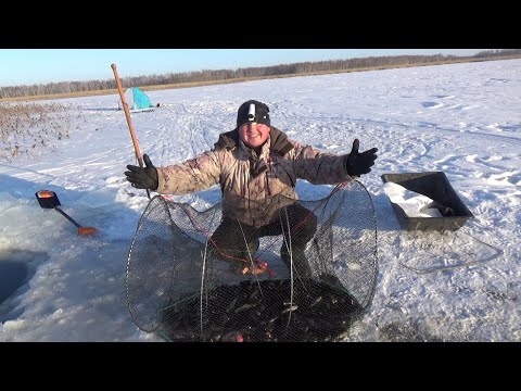 Видео: Морды просто трещали от ратанов. Мой новый помощник  АРМОР 9