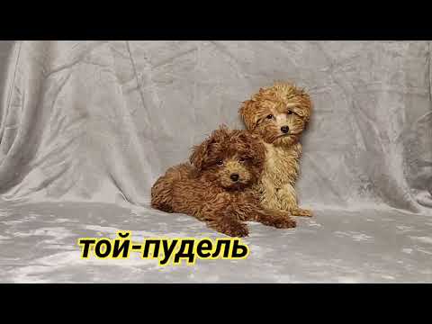 Видео: Той-пуделя щенки. +375445597845 Viber, WhatsApp.