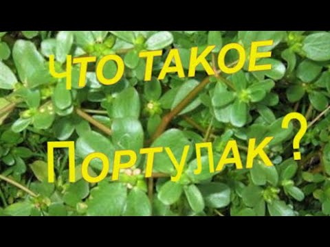 Видео: ПОРТУЛАК ЧТО ЭТО ТАКОЕ. БУДУ ГОТОВИТЬ И ЛЕЧИТЬСЯ,