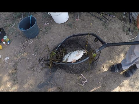 Видео: Балик, ови. Сирдарё  Асалчи (Сазан,карас,жерех) 07-08.10.2024