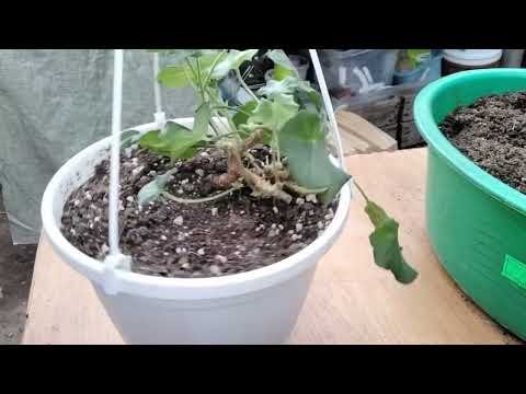 Видео: #327.Весенняя обрезка плющелистной пеларгонии(герани ),формировка черенков,подкормки.