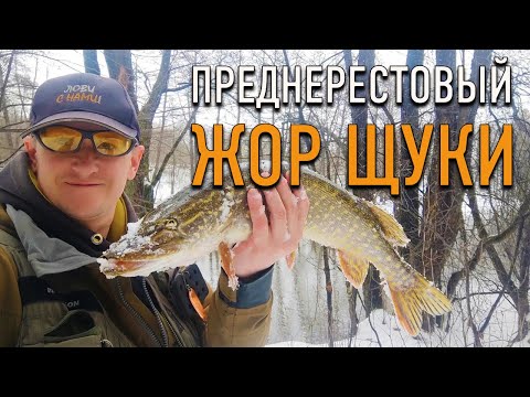 Видео: ЖОР ЩУКИ перед НЕРЕСТОМ / СПИННИНГОВОЕ ОТКРЫТИЕ СЕЗОН 2023