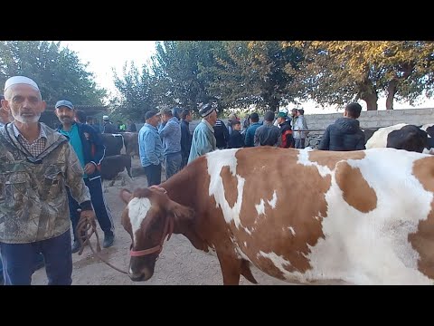 Видео: Молбозори Нуроншоҳ Мастчоҳ якум участка 11 09 24с