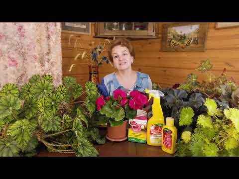 Видео: Прекрасные бегонии. Уход, размножение, удобрения.