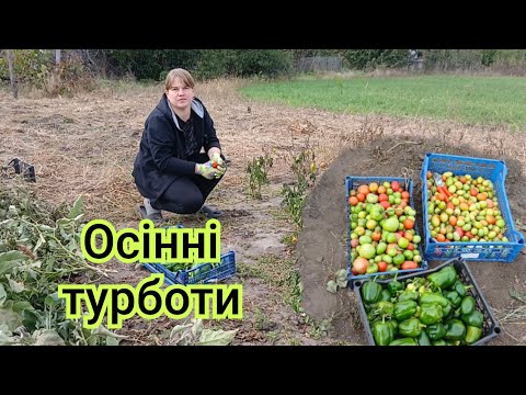 Видео: Сезон на городі завершився, час прибирати .Приморозки пройшлись 
