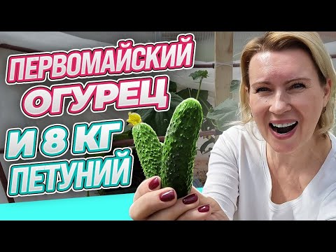 Видео: 2 МАЯ | РАННИЕ ОГУРЦЫ УРА ПОЛУЧИЛОСЬ! | ПЕТУНИИ ЕХАЛИ 800 км