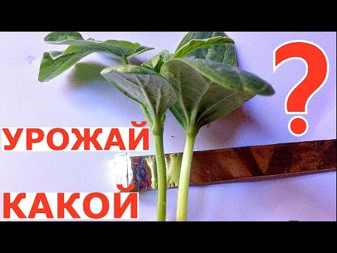 Видео: Самые ВАЖНЫЕ и ПОДРОБНЫЕ детали ПРИВИВКИ тыквенных культур