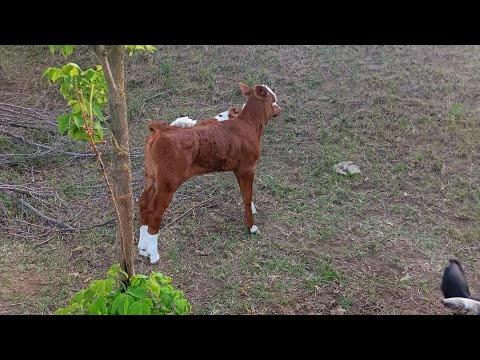 Видео: Друзья отвечаю на Ваши вопросы 🐂🐄🐮😉