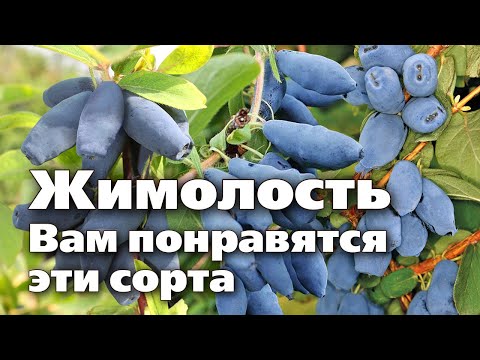 Видео: Проверенные и новые сорта жимолости. Посадите их обязательно