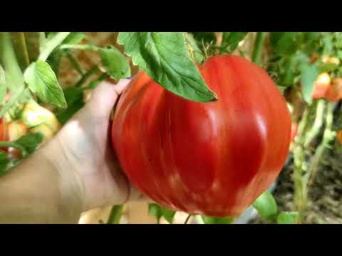 Видео: Самые урожайные сорта томатов в моем дворце!