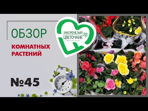 Видео: #45 Обзор комнатных растений в цветочных магазинах в Балашихе и Шадринске