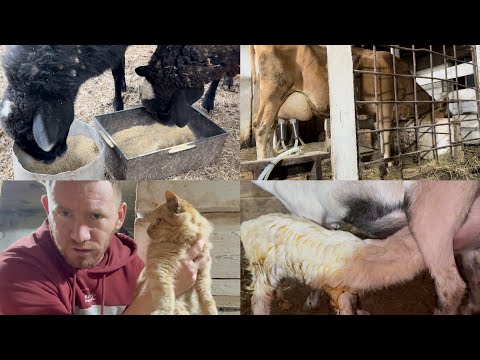 Видео: КЛИЕНТКА БЕЗ РАЗРЕШЕНИЯ БРОДИЛА ПО ДВОРУ КОГДА МЕНЯ НЕ БЫЛО ДОМА 🤬🤬🤬ЧТО У НИХ В ГОЛОВЕ?😡😡😡