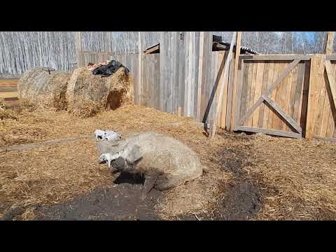 Видео: ГДЕ РОЖАТЬ???  вот в чем вопрос!  БИО-ФЕРМА МАНГАЛИЦА