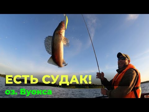 Видео: Рыбалка на оз.  Вуокса с семьями. Все таки есть судак на Вуоксе! #рыбалка #охотаирыбалкадлядуши