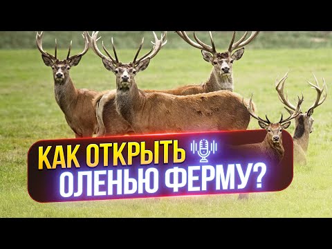 Видео: Как открыть оленью ферму? Бизнес идея - оленья ферма, подробный разбор