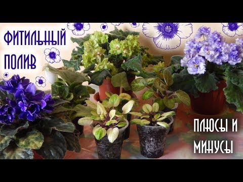 Видео: ФИТИЛЬНЫЙ ПОЛИВ ФИАЛОК ПЛЮСЫ И МИНУСЫ 🌼 Почему я отказалась от фитильного полива