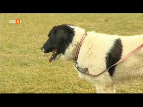 Видео: Бразди - 13.02.2021 по БНТ