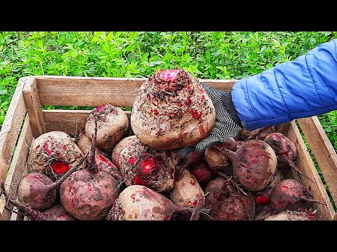 Видео: МІЙ БУРЯК Стоїть до Весни! Коли і Як Я Збираю та Зберігаю Столовий Буряк