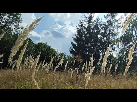 Видео: Сьогодні байдикую/Хмара принесла нам град і дощ