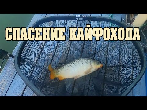 Видео: Спасение Кайфохода. Сазанчик на пять. Судак не поместился в подсачек.