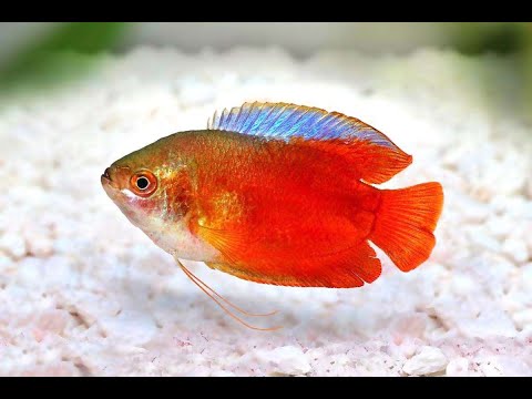 Видео: Лялиусы размножились! После зимнего простоя скважина на воду не работает! Пошло много корма в пруду!