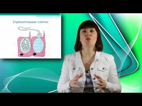 Видео: Тип Кишечнополостные. Онлайн подготовка к ЕГЭ по Биологии.