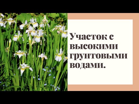 Видео: Особенности проектирования садов при высоком уровне грунтовых вод. Советы ландшафтного дизайнера.