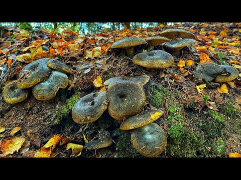 Видео: ЧЕРНЫЕ ГРУЗДИ НА КАЖДОМ САНТИМЕТРЕ ОГРОМНЫМИ ПОЛЯНАМИ! ГРИБНОЙ ЛЕС УСЕЯН ГРИБАМИ! КАРЕЛИЯ ГРИБЫ 2021