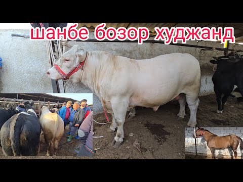 Видео: 1 ноября 2025 Г.МОЛБОЗОРИ Ш ХУЧАНД ХУДЖАНД MOLBOZOR BOZOR 