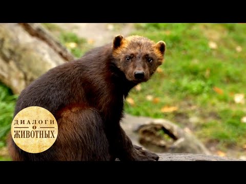 Видео: Зоопарки Чехии. 8 серия / Диалоги о животных